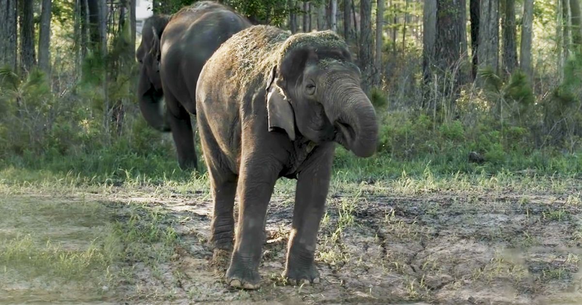 A baby elephant with light brown coat in a forested area at daytime.