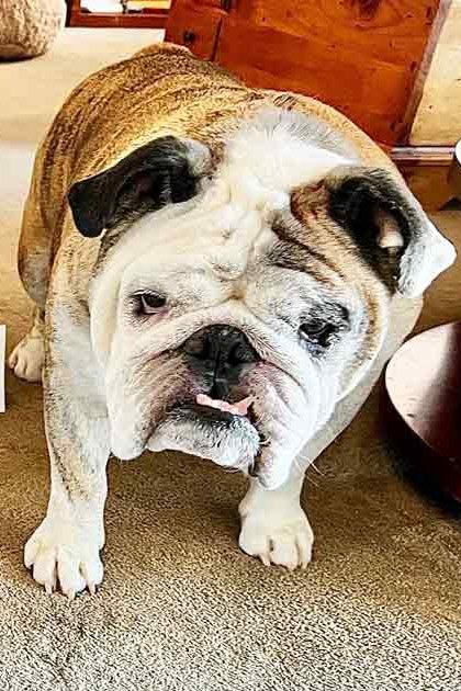 A bulldog with adult markings, white and brown fur, stands indoors near 'EXHIBIT A' signs on a carpeted floor.