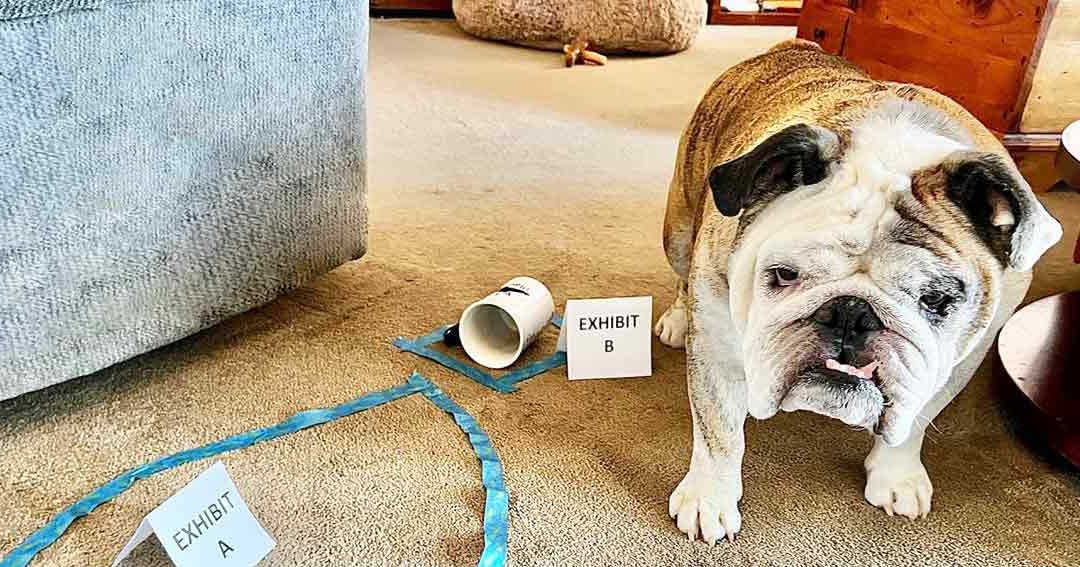 A bulldog with adult markings, white and brown fur, stands indoors near 'EXHIBIT A' signs on a carpeted floor.