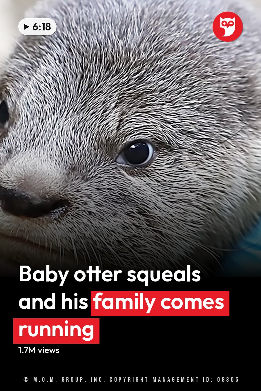 A baby otter with gray fur and whiskers at an outdoor animal care facility, likely autumn or winter due to dried foliage. The headline runs in white letters across the lower third.