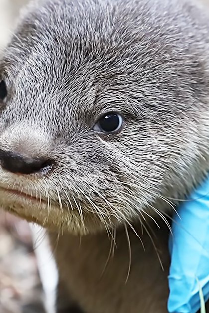 A baby otter with gray fur and whiskers at an outdoor animal care facility, likely autumn or winter due to dried foliage.