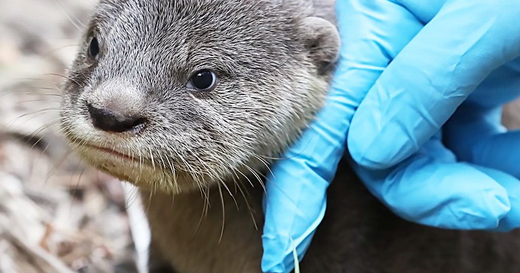 A baby otter with gray fur and whiskers at an outdoor animal care facility, likely autumn or winter due to dried foliage.