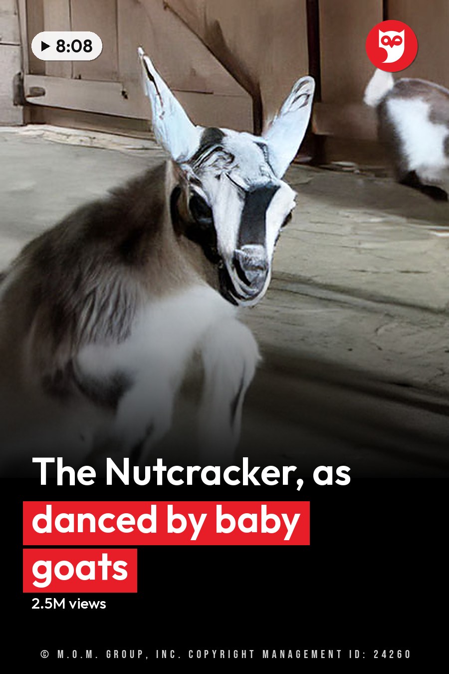 Young brown-and-white goats playing inside a barn with natural light and wooden walls during spring or summer. The headline runs in white letters across the lower third.