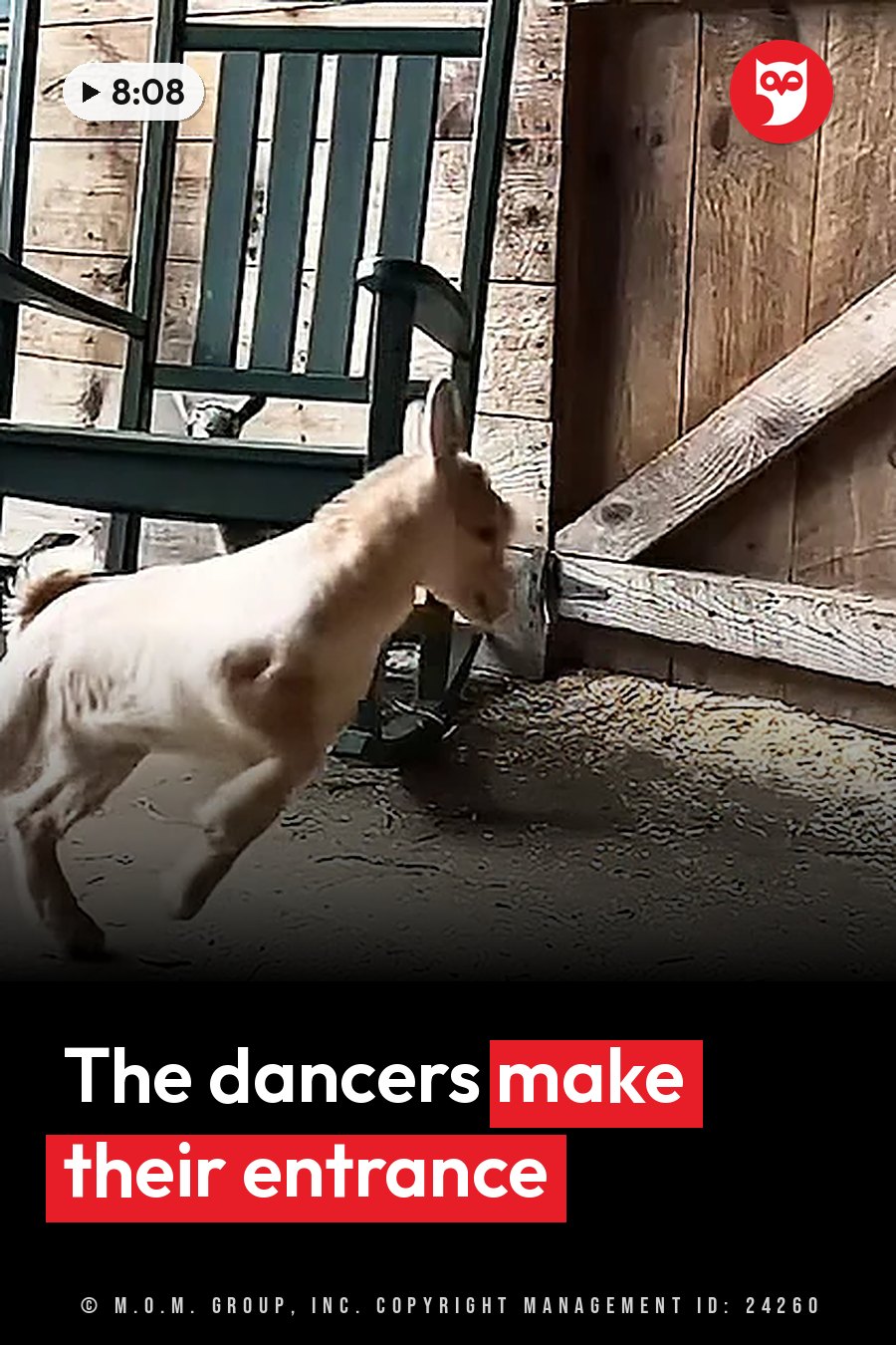 A young goat runs through a wooden barn doorway, with hay scattered on the ground. A headline runs in white letters across the lower third.