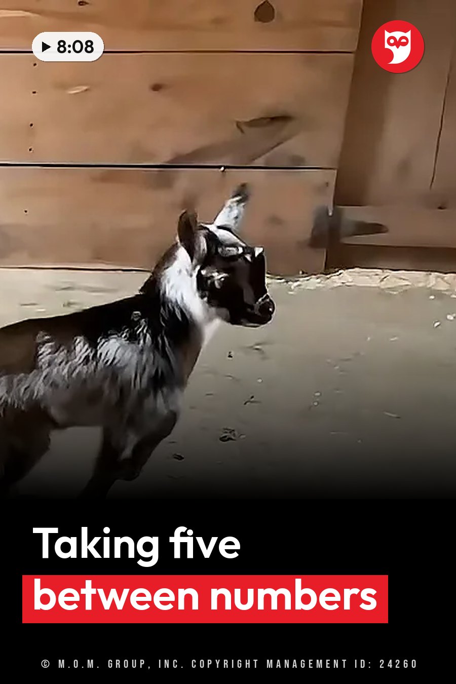 A black-and-white goat stands indoors beside a wooden wall, facing right with its ears perked up. A headline runs in white letters across the lower third.