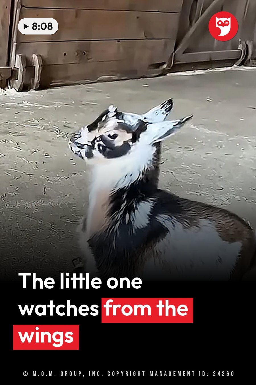 A young goat with black, white and brown fur stands alert indoors near a wooden wall. A headline runs in white letters across the lower third.