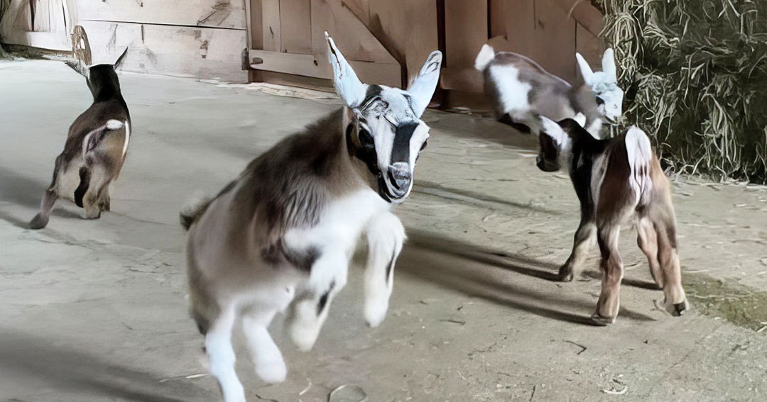Young brown-and-white goats playing inside a barn with natural light and wooden walls during spring or summer.