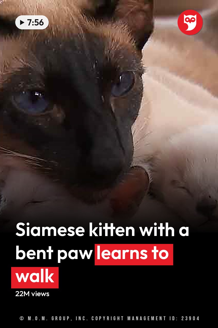 A Siamese adult cat with dark points on a red blanket, accompanied by two very young kittens. The headline runs in white letters across the lower third.