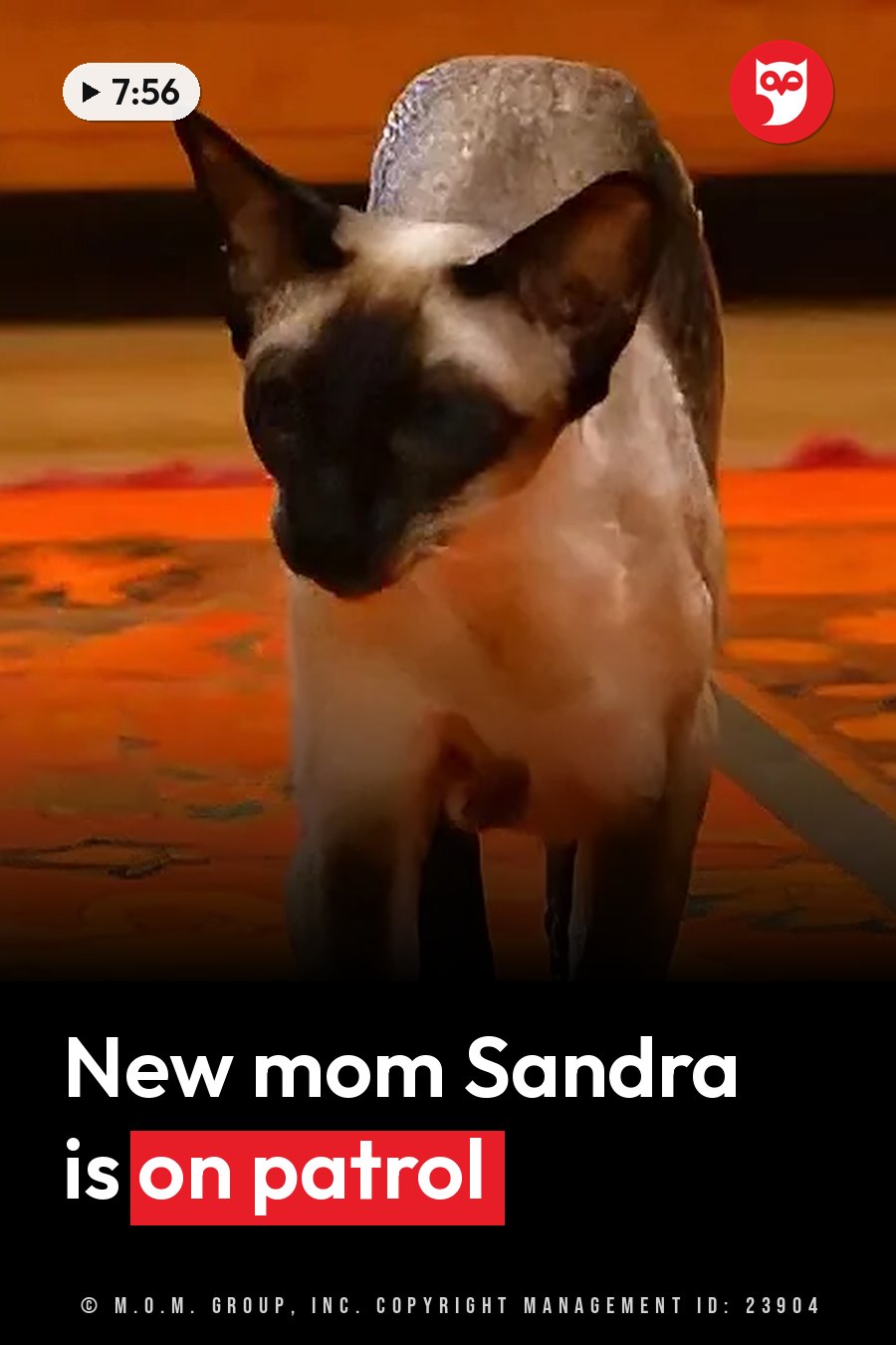 A Siamese cat with a dark face and ears walks forward across a patterned orange floor. A headline runs in white letters across the lower third.