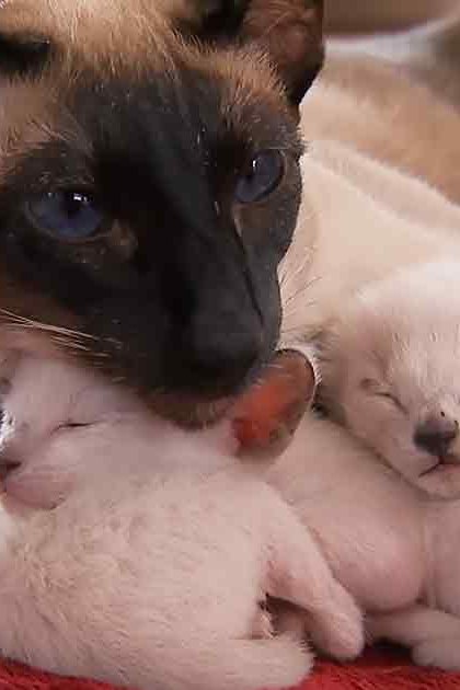 A Siamese adult cat with dark points on a red blanket, accompanied by two very young kittens.