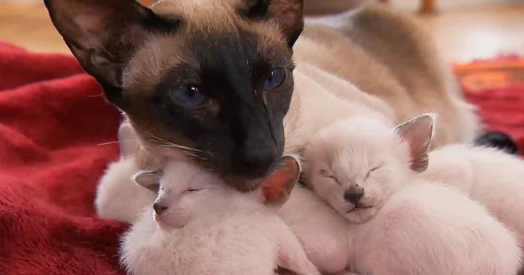 A Siamese adult cat with dark points on a red blanket, accompanied by two very young kittens.