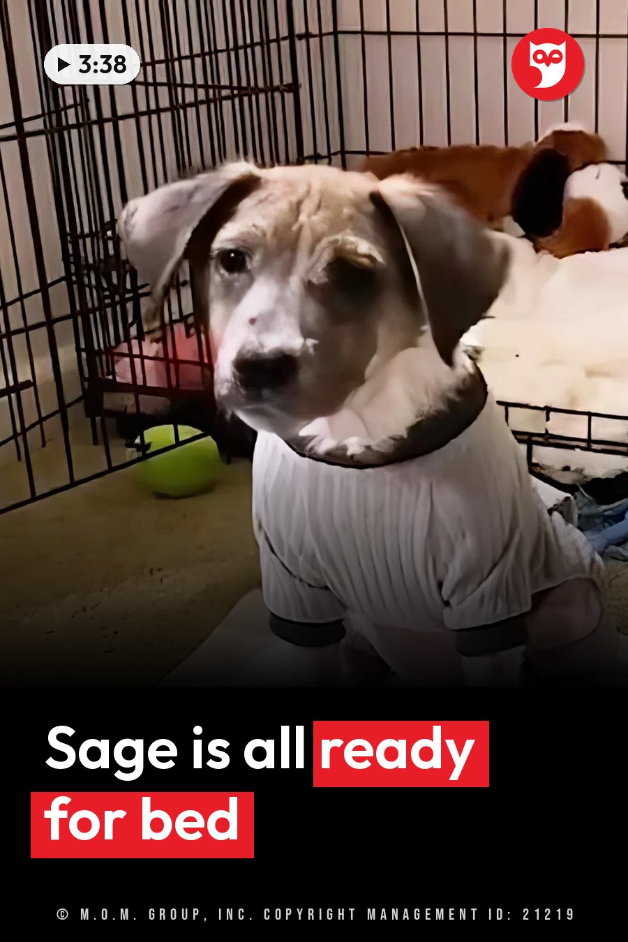 A small dog in a white shirt sits inside a cage with toys nearby. A headline runs in white letters across the lower third.