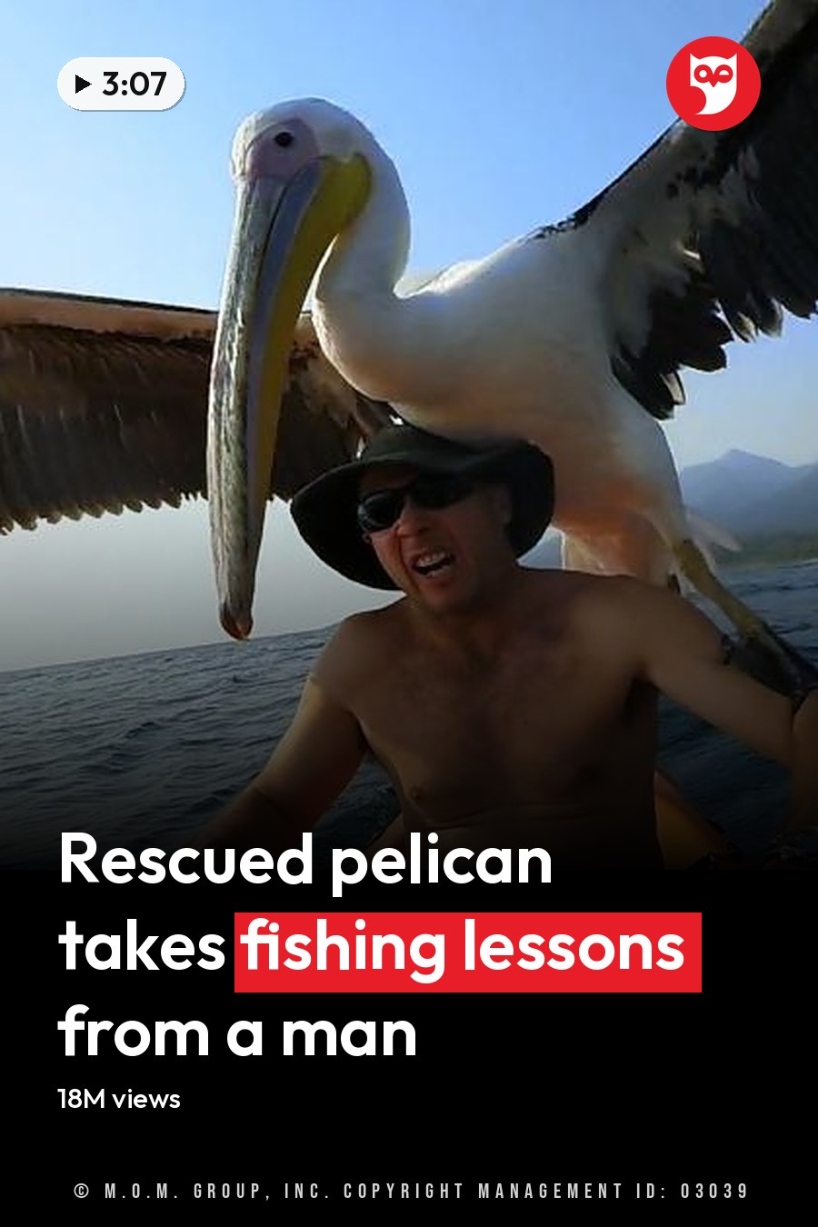 Dalmatian pelican perched on the back of an adult male kayaker near a coastal area with water and mountains in the background under clear sky, midday or early afternoon during summer or spring. The headline runs in white letters across the lower third.