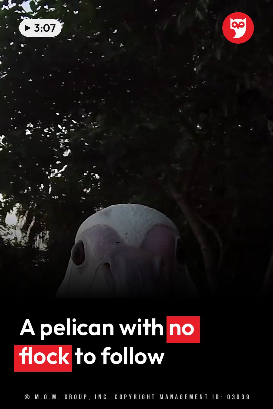 A large bird with a pale beak and dark eyes looks straight at the camera, with thick trees in the background. A headline runs in white letters across the lower third.