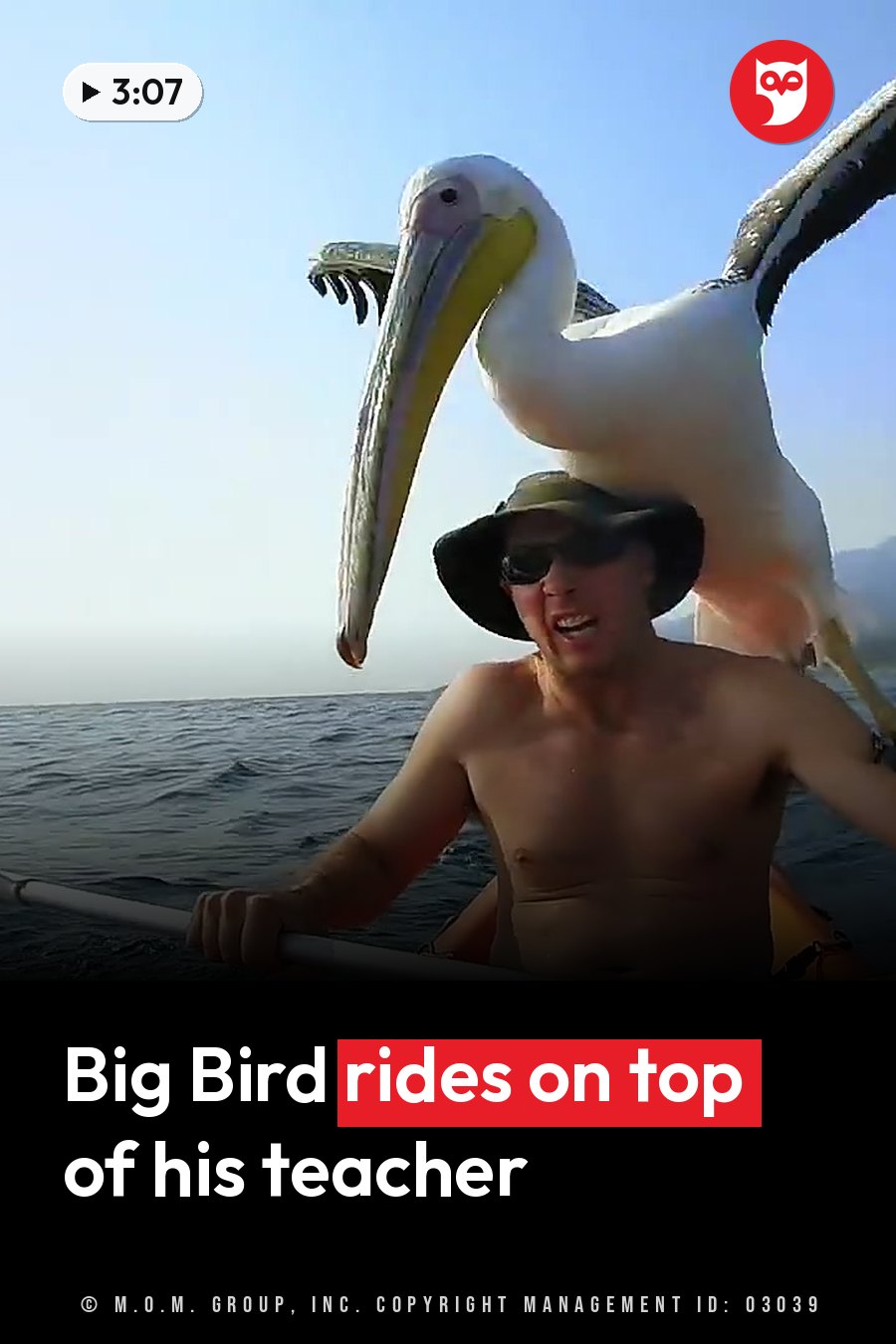 A man paddles a small boat while a large white pelican stands on his head with wings spread. A headline runs in white letters across the lower third.
