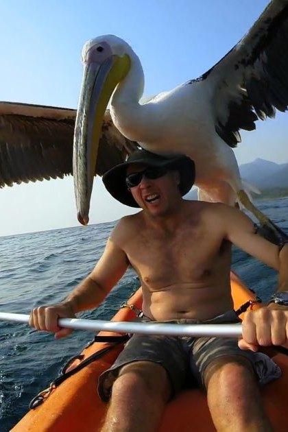 Dalmatian pelican perched on the back of an adult male kayaker near a coastal area with water and mountains in the background under clear sky, midday or early afternoon during summer or spring.