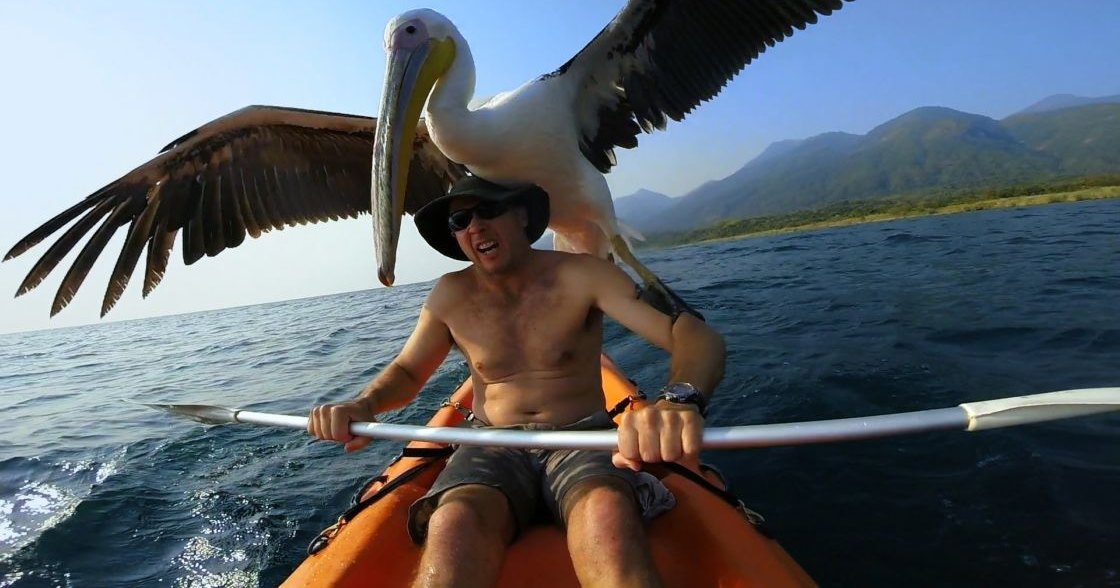 Dalmatian pelican perched on the back of an adult male kayaker near a coastal area with water and mountains in the background under clear sky, midday or early afternoon during summer or spring.