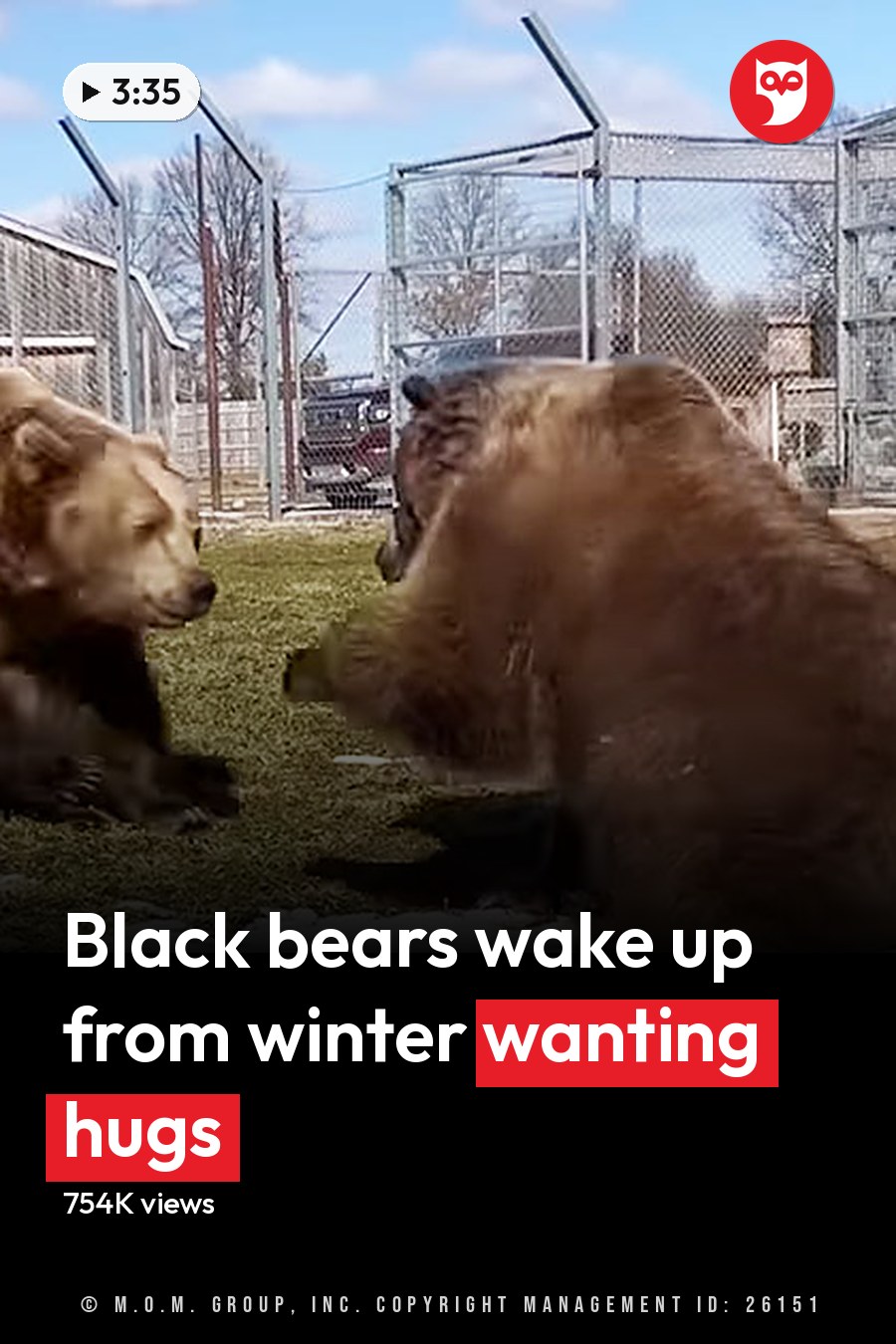 Two adult brown bears in an outdoor enclosure at a zoo or wildlife sanctuary with patches of snow on the ground, likely spring or early winter. The headline runs in white letters across the lower third.
