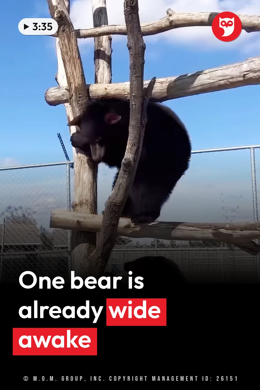 A black bear climbs a wooden structure in an outdoor enclosure under a blue sky. A headline runs in white letters across the lower third.