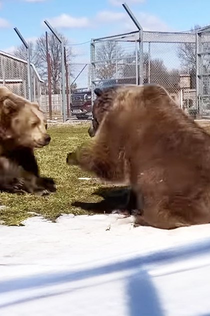 Two adult brown bears in an outdoor enclosure at a zoo or wildlife sanctuary with patches of snow on the ground, likely spring or early winter.