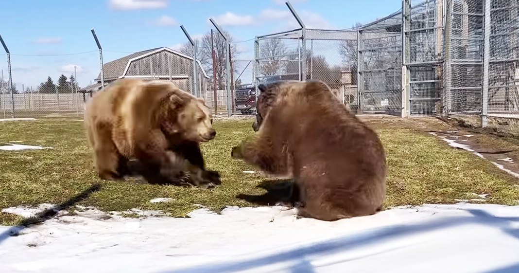 Two adult brown bears in an outdoor enclosure at a zoo or wildlife sanctuary with patches of snow on the ground, likely spring or early winter.