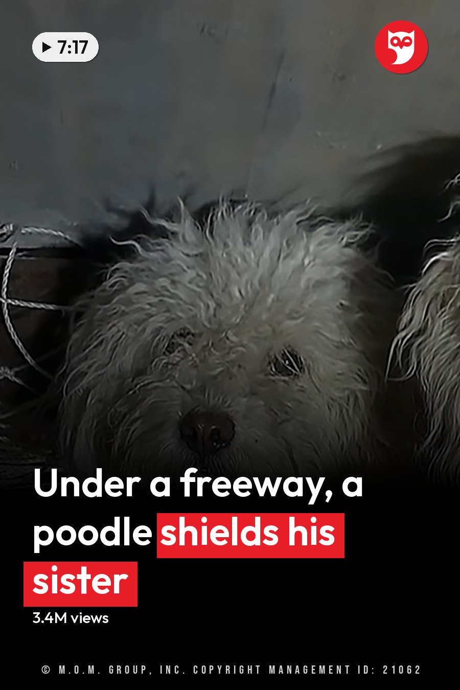 Two adult Old English Sheepdogs with curly white coats, standing indoors under artificial lighting in a shelter or animal care facility. The headline runs in white letters across the lower third.