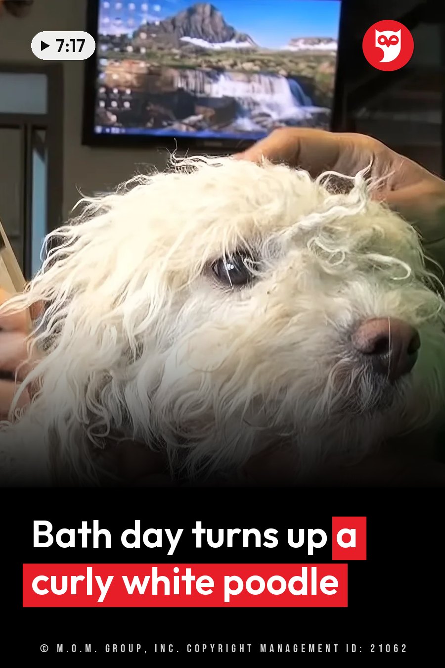 A hand holds a wet white dog with curly fur, the dog's face close to the camera. A headline runs in white letters across the lower third.