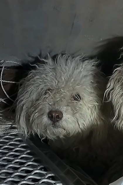 Two adult Old English Sheepdogs with curly white coats, standing indoors under artificial lighting in a shelter or animal care facility.