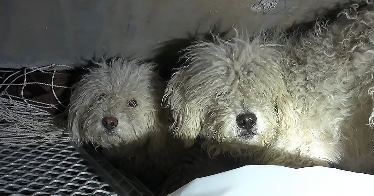 Two adult Old English Sheepdogs with curly white coats, standing indoors under artificial lighting in a shelter or animal care facility.