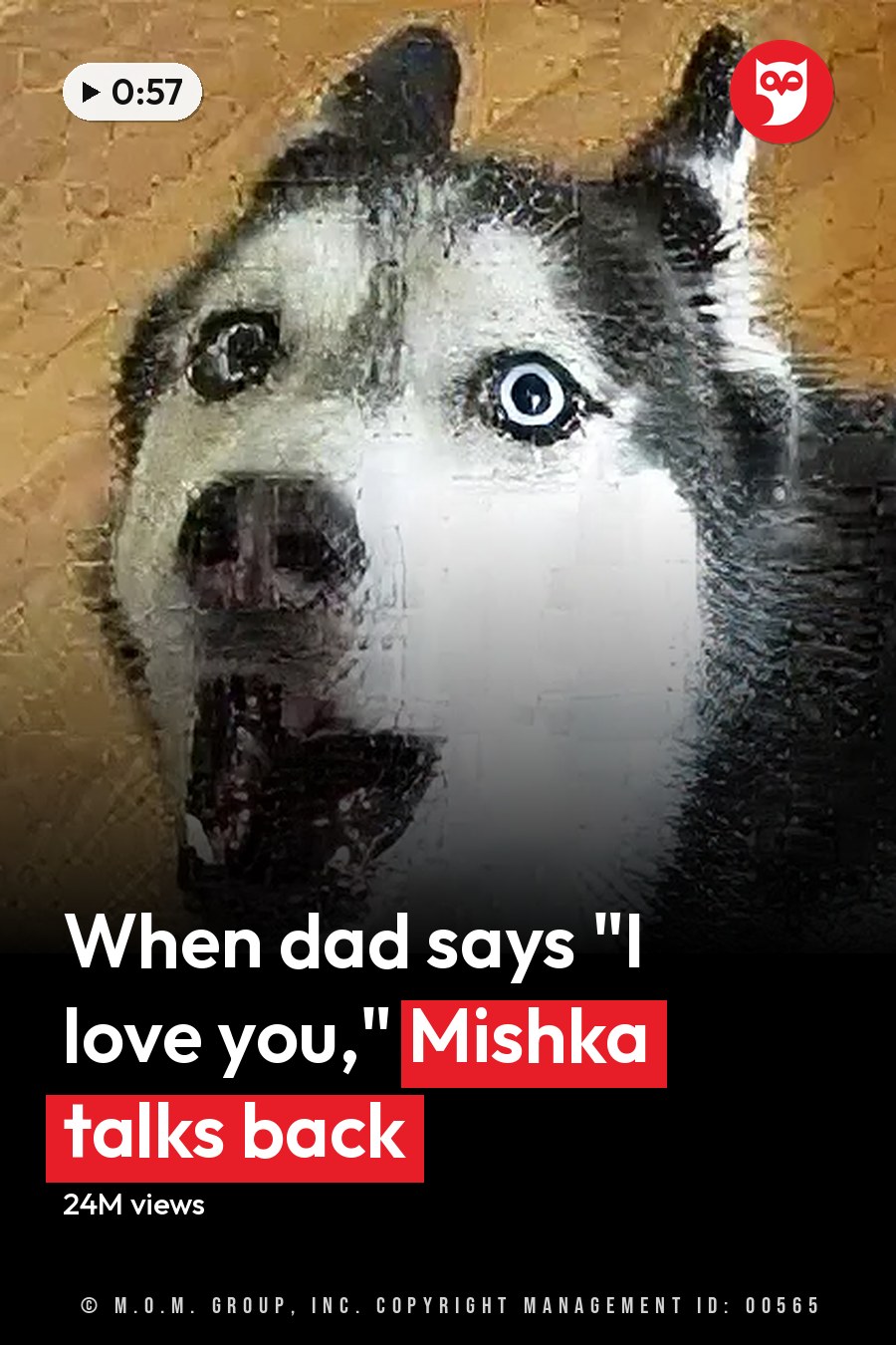 A Siberian Husky with striking blue eyes stands indoors on a wooden floor in natural daylight. The headline runs in white letters across the lower third.