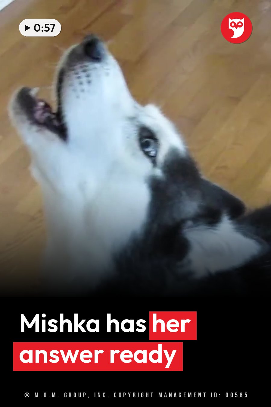 A black and white husky on a wooden floor looks upward with her mouth open. A headline runs in white letters across the lower third.