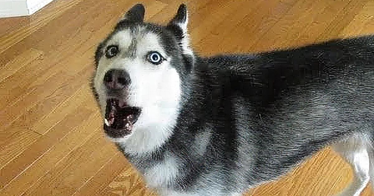 A Siberian Husky with striking blue eyes stands indoors on a wooden floor in natural daylight.