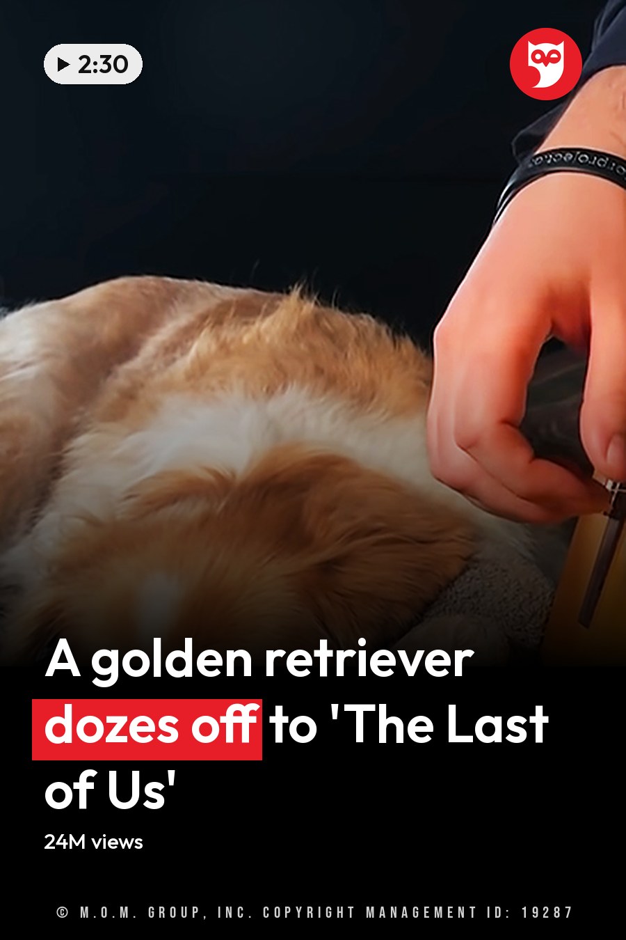An adult male playing a yellow acoustic guitar with a golden retriever nearby, in an indoor setting during evening or night. The headline runs in white letters across the lower third.