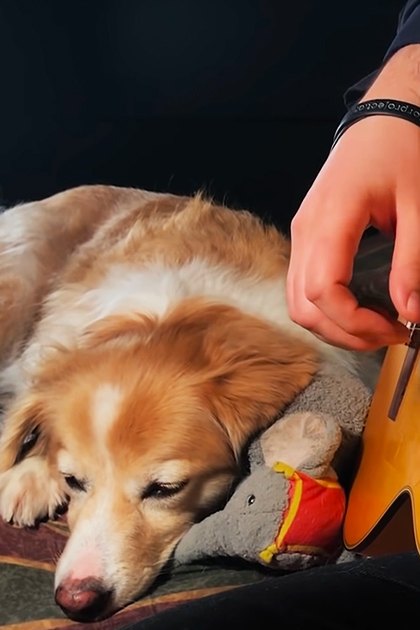 An adult male playing a yellow acoustic guitar with a golden retriever nearby, in an indoor setting during evening or night.