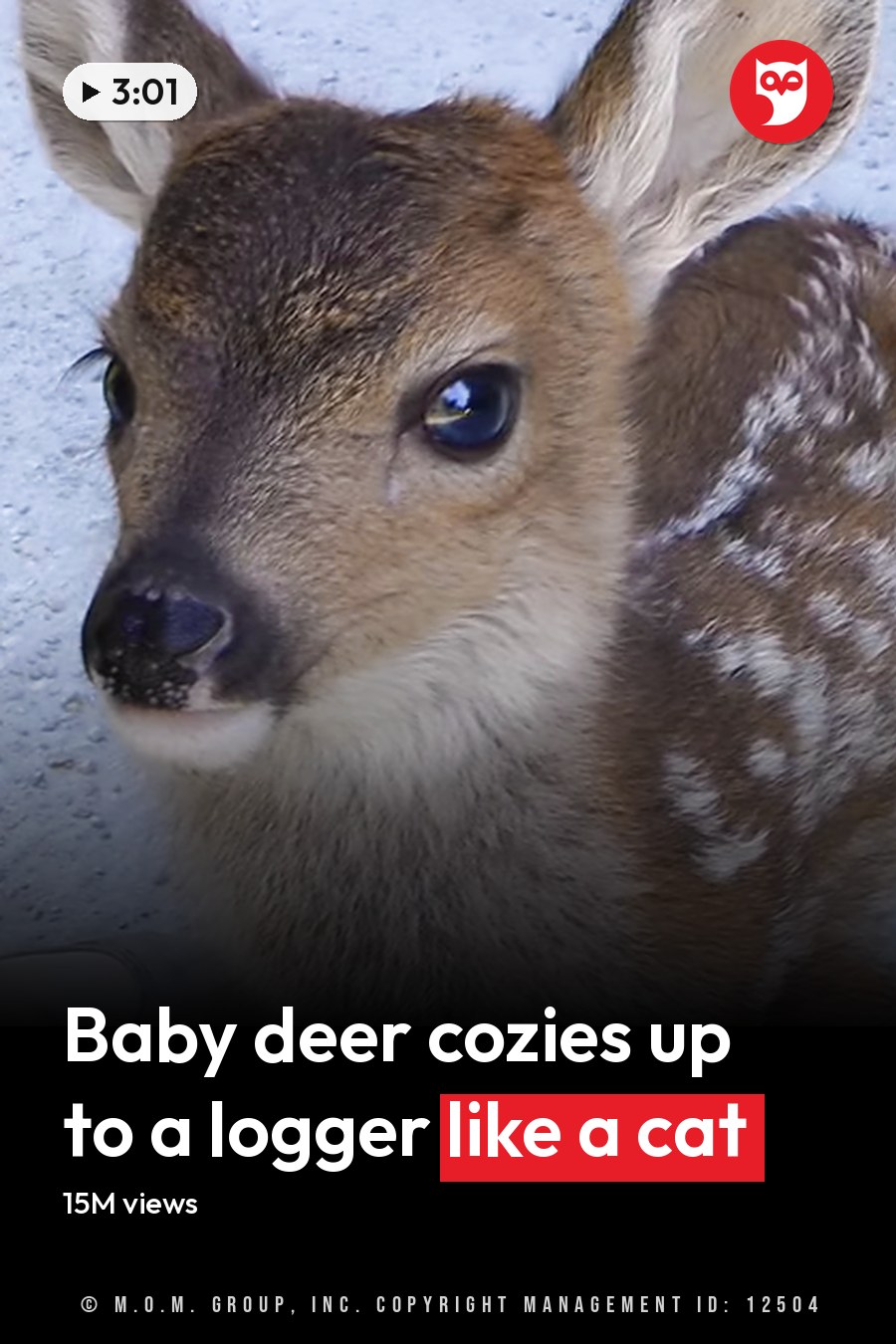 A juvenile fawn with light brown fur and white spots stands outdoors, surrounded by a gravelly area under daytime lighting. The headline runs in white letters across the lower third.