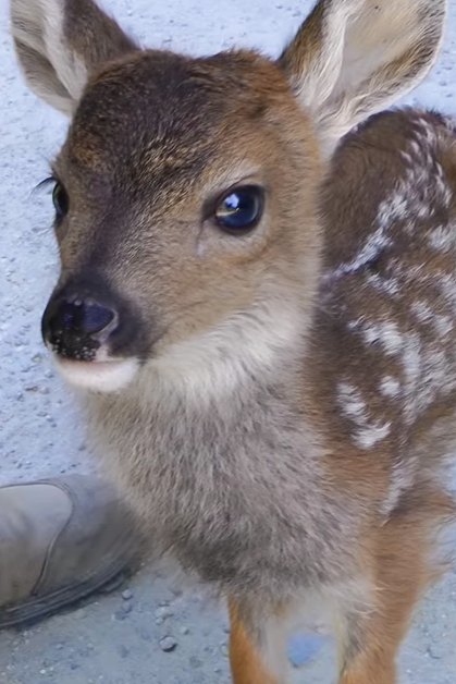 A juvenile fawn with light brown fur and white spots stands outdoors, surrounded by a gravelly area under daytime lighting.