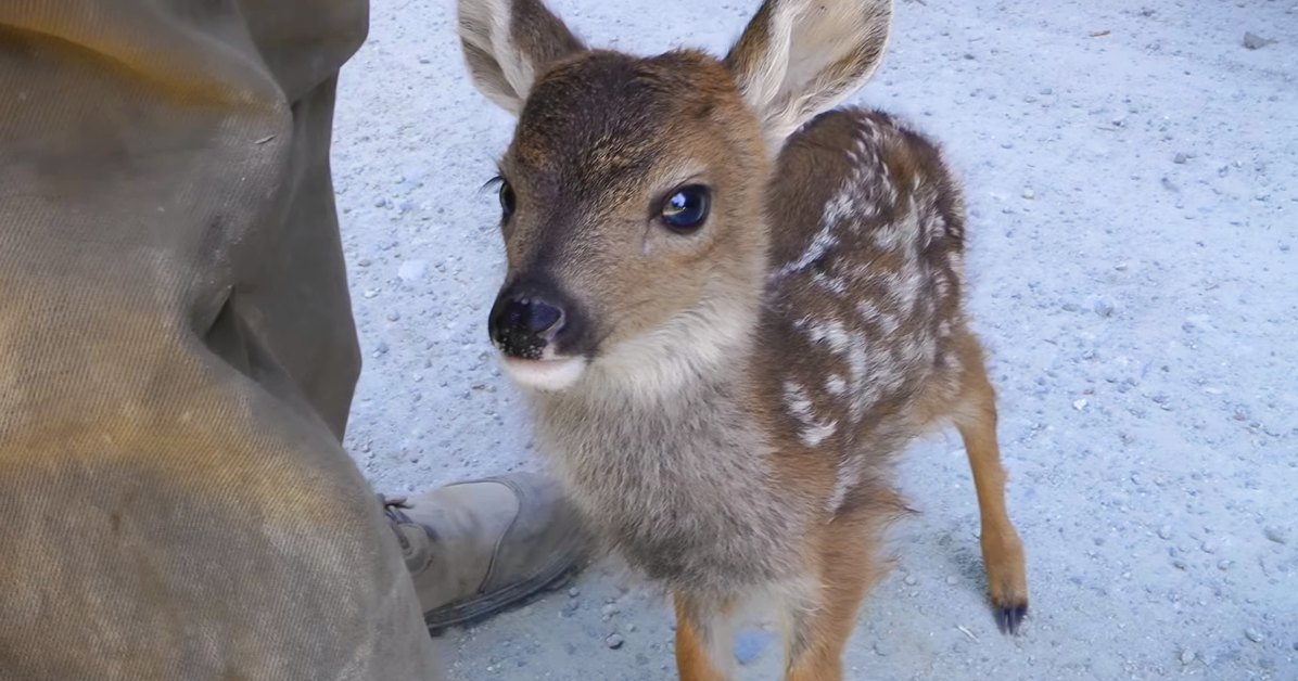 A juvenile fawn with light brown fur and white spots stands outdoors, surrounded by a gravelly area under daytime lighting.
