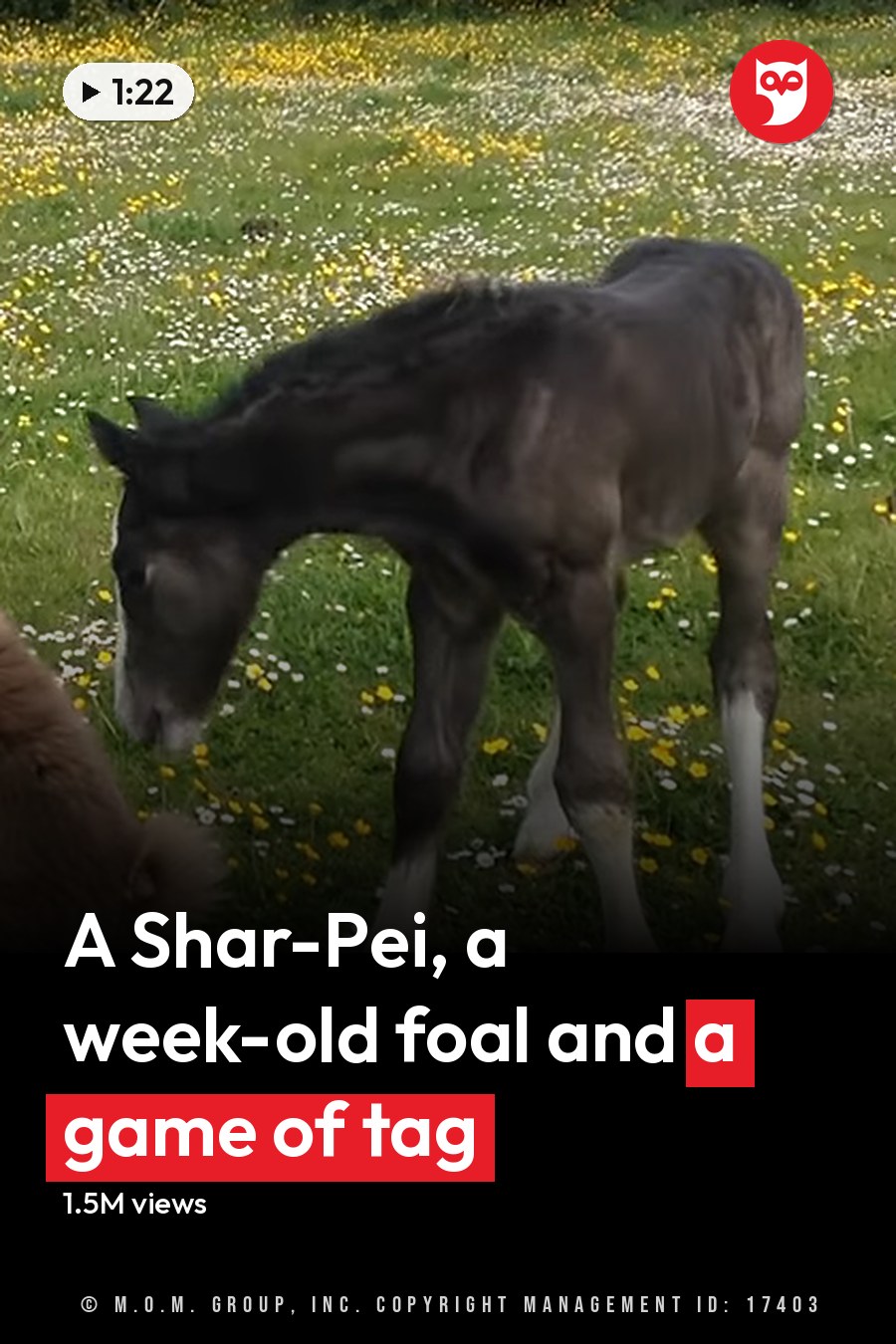 A foal with dark gray coat and white markings interacts with a light brown/tan medium-sized dog in an open field surrounded by green grass and yellow flowers, suggesting spring or summer daylight. The headline runs in white letters across the lower third.