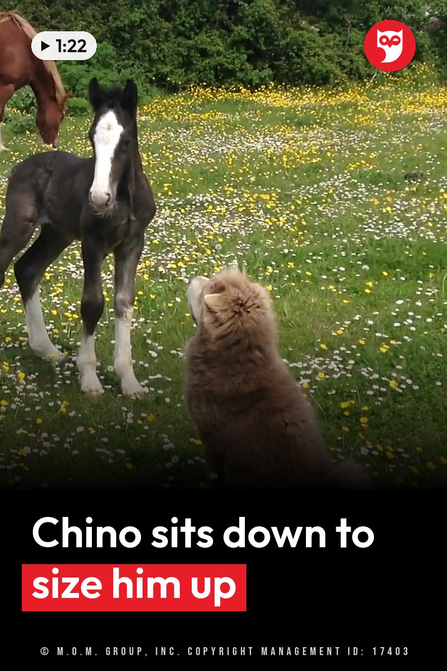 A small black-and-white foal stands facing a fluffy brown dog in a field of yellow and white flowers. A headline runs in white letters across the lower third.