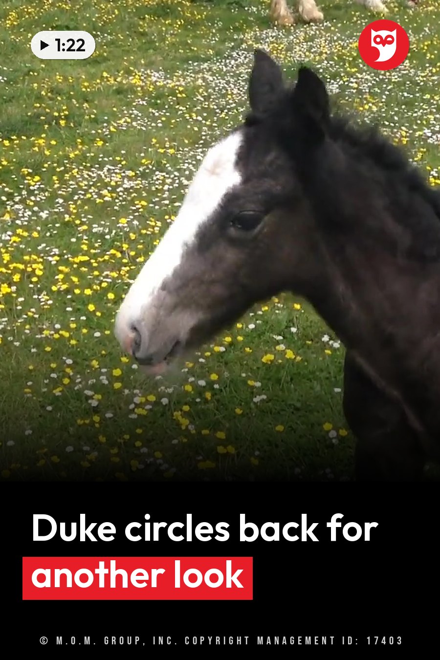 A dark horse with a white face stands in a field of green grass dotted with yellow and white flowers. A headline runs in white letters across the lower third.
