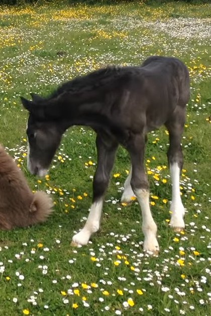 A foal with dark gray coat and white markings interacts with a light brown/tan medium-sized dog in an open field surrounded by green grass and yellow flowers, suggesting spring or summer daylight.