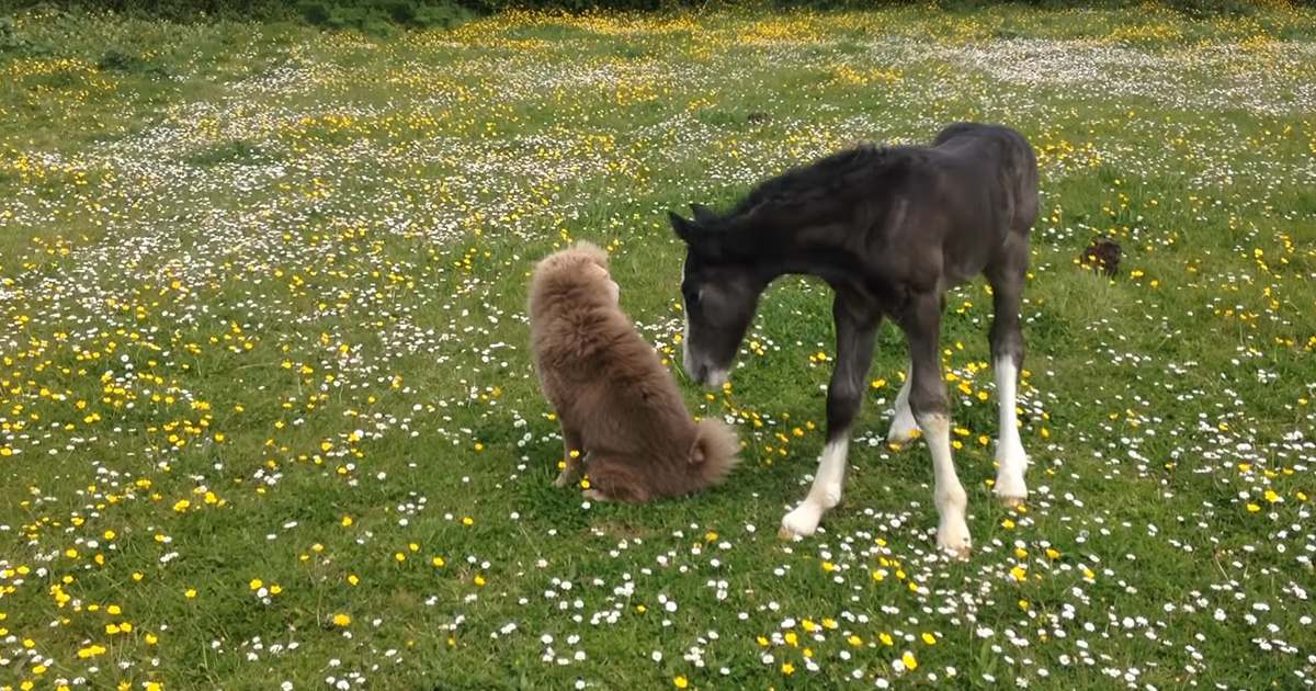 A foal with dark gray coat and white markings interacts with a light brown/tan medium-sized dog in an open field surrounded by green grass and yellow flowers, suggesting spring or summer daylight.