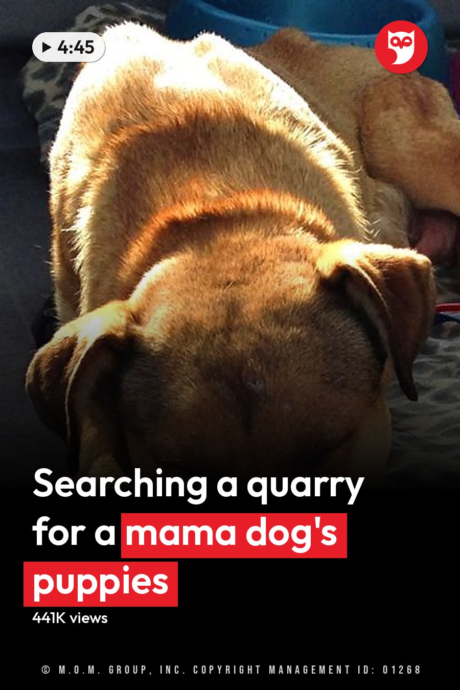 An adult mixed-breed dog with light brown fur in an indoor setting, possibly a vehicle, surrounded by a camouflage-patterned blanket, a blue bowl, a green bag with paw prints, and some red and blue ropes. The headline runs in white letters across the lower third.