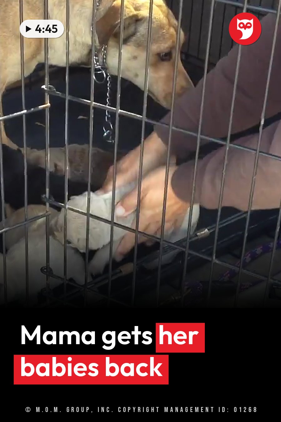 A person holds a puppy inside a cage while a larger dog watches through the bars nearby. A headline runs in white letters across the lower third.