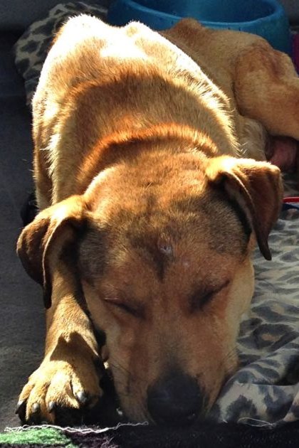 An adult mixed-breed dog with light brown fur in an indoor setting, possibly a vehicle, surrounded by a camouflage-patterned blanket, a blue bowl, a green bag with paw prints, and some red and blue ropes.