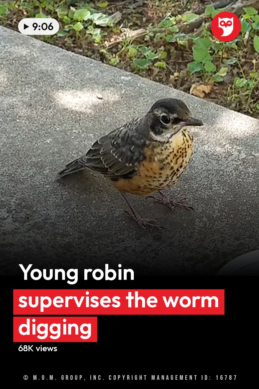 A young robin with brown and black plumage stands on a concrete pavement surrounded by grass and small plants; a clear plastic lid with residue is nearby. The headline runs in white letters across the lower third.
