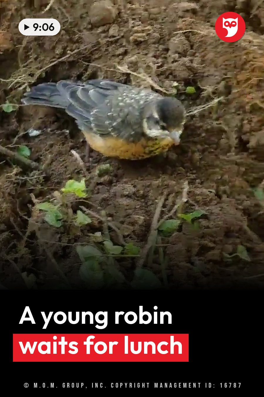 A small bird with a speckled breast and a dark head stands on dirt ground near green plants. A headline runs in white letters across the lower third.