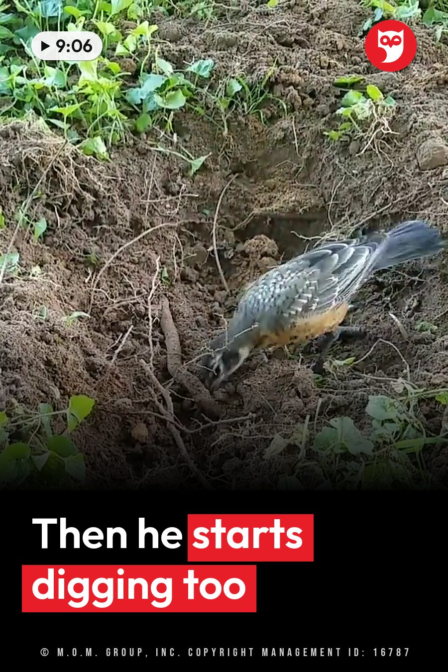 A bird with a speckled breast digs in loose soil near green plants and roots. A headline runs in white letters across the lower third.