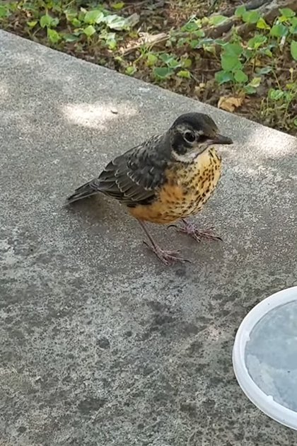 A young robin with brown and black plumage stands on a concrete pavement surrounded by grass and small plants; a clear plastic lid with residue is nearby.