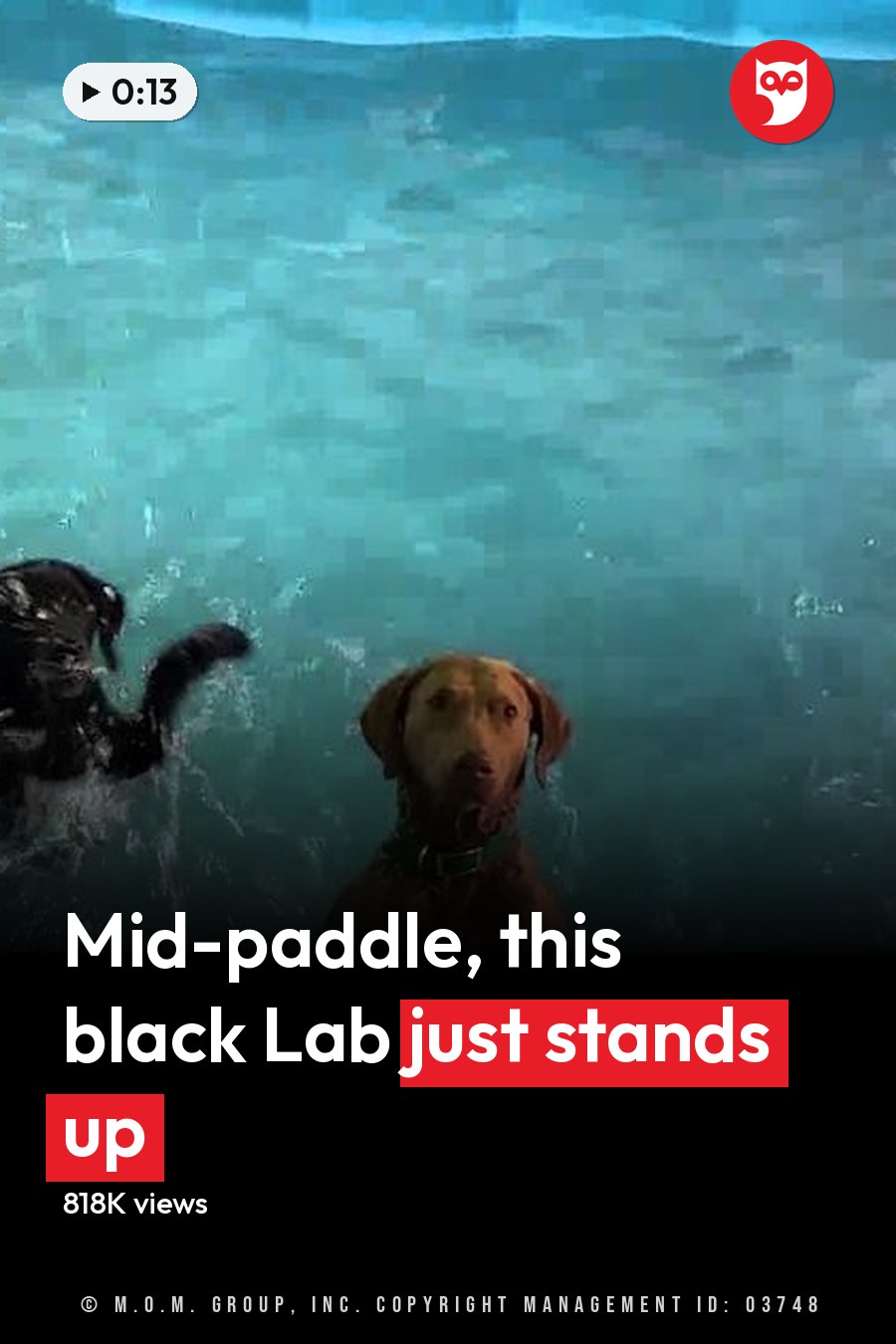 Two adult dogs, a black one with white chest and paws, and another brown dog wearing green collar, in an indoor swimming pool setting. The headline runs in white letters across the lower third.